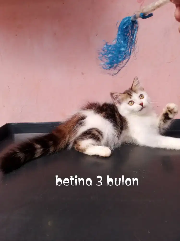 Kucing Persia medium