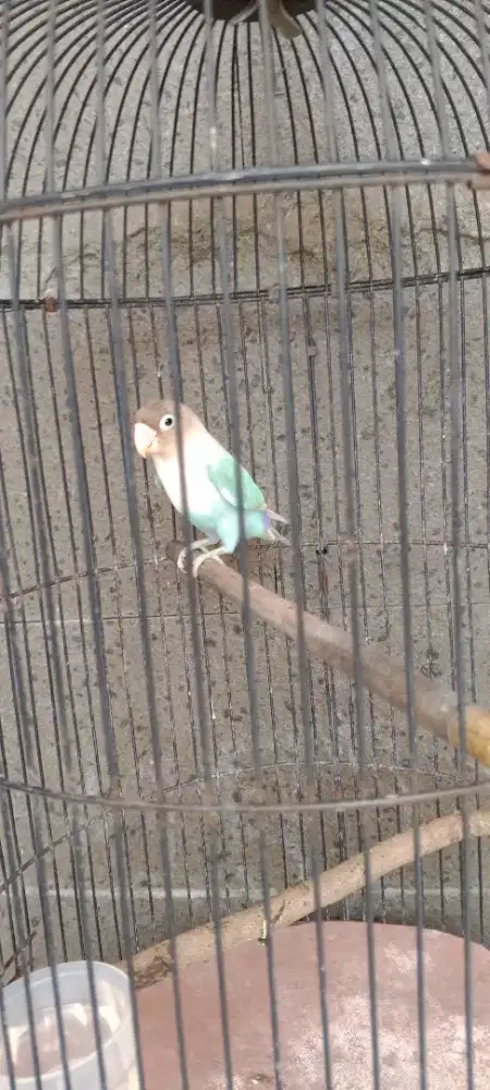 Lovebird + kandang