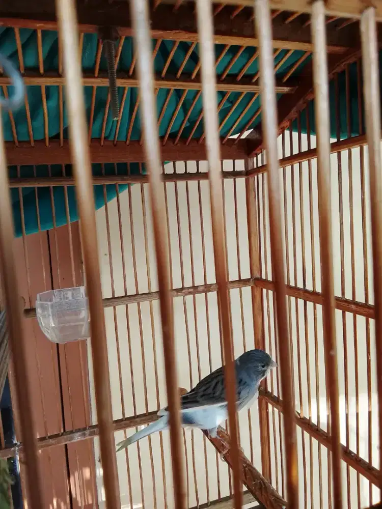 Jual kenari dan Bentet