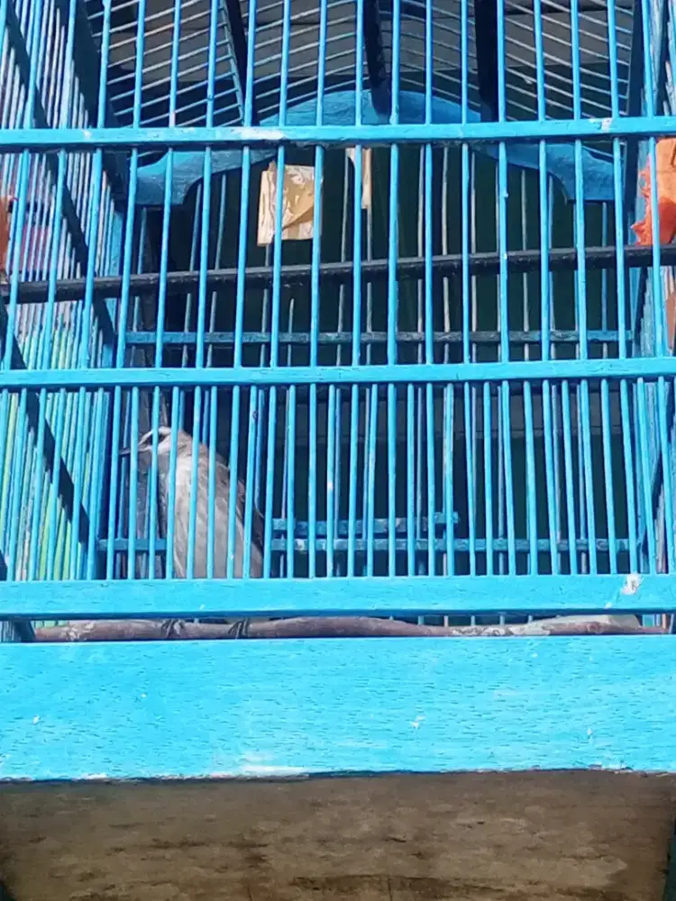 Burung jog jog / trucukan