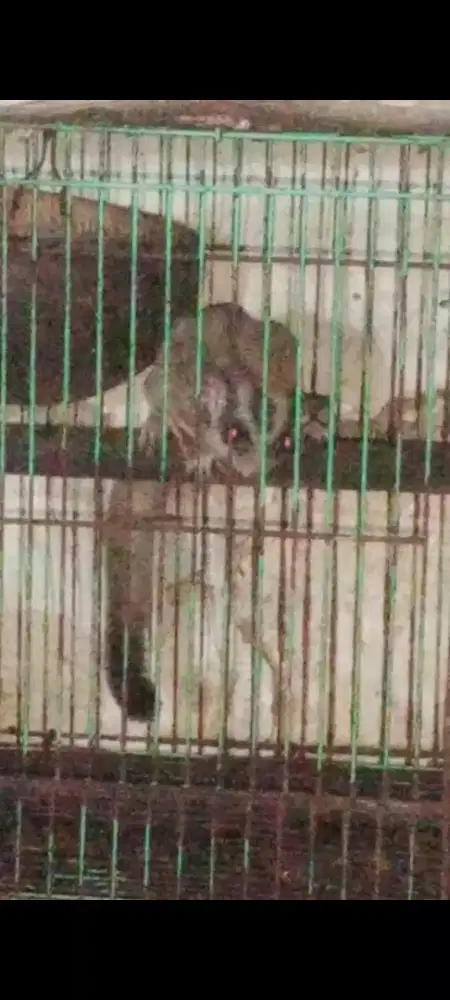 Sugar Glider CG Morph
