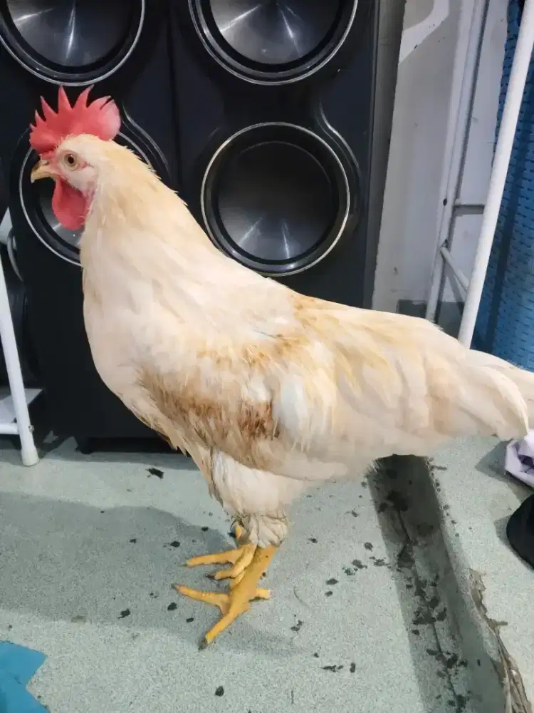 Bater burung aj nie puya ayam dri kecil