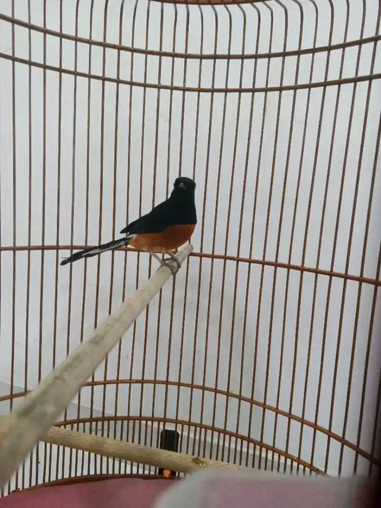 Di jual borongan murai dan kenari af gacor semua