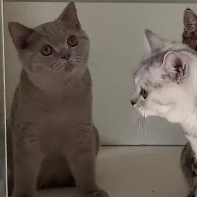 Kucing british short hair