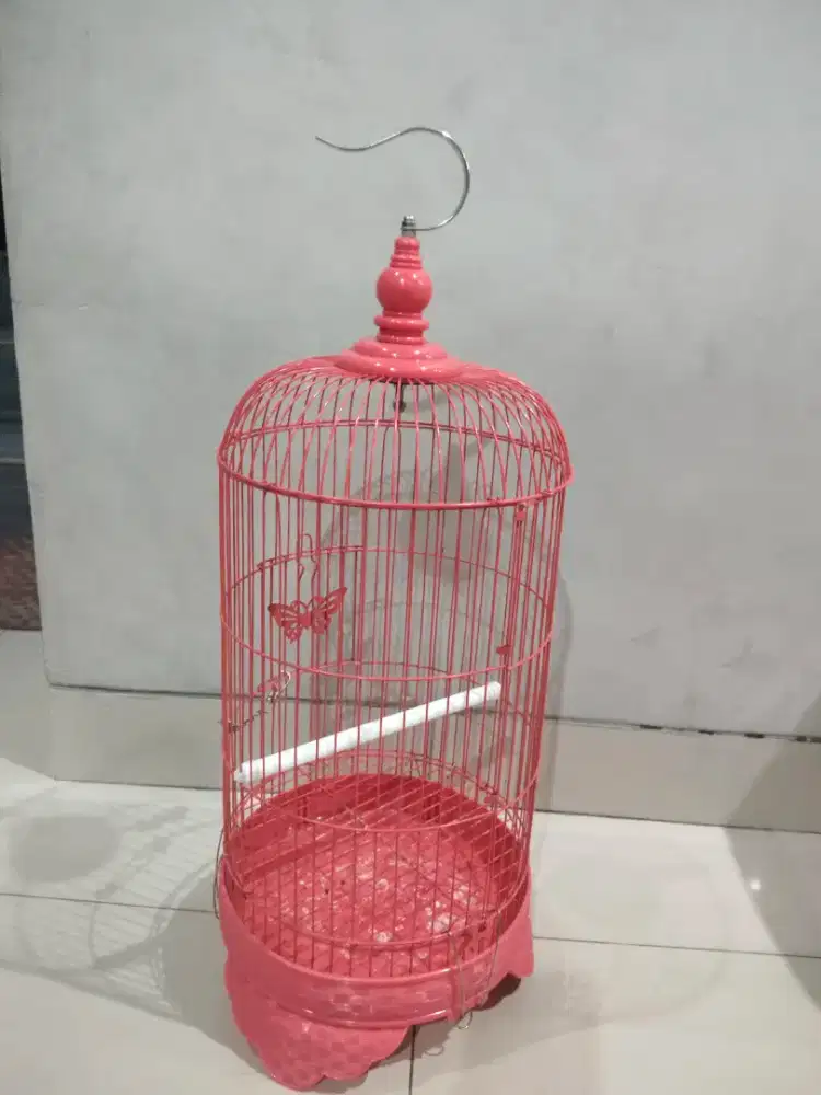 Jual kndang burcil masi baru mulus