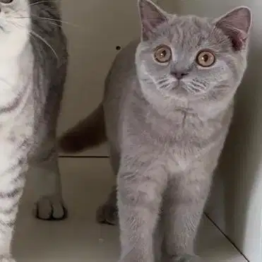 Kucing british short hair