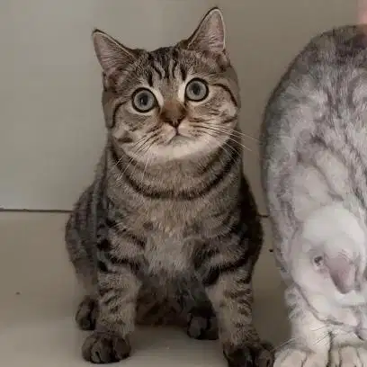 Kucing british short hair