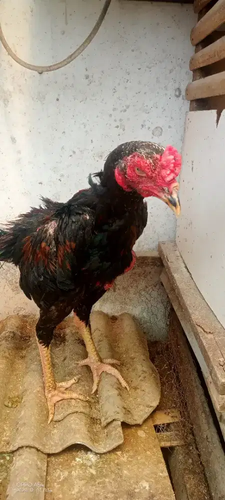 Jual ayam bangkok x pakhoy