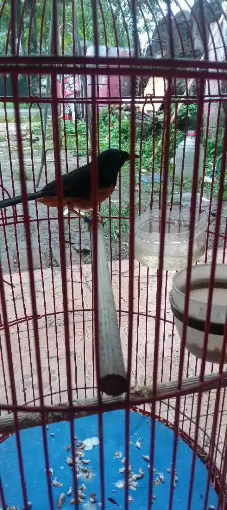 Burung murai betina