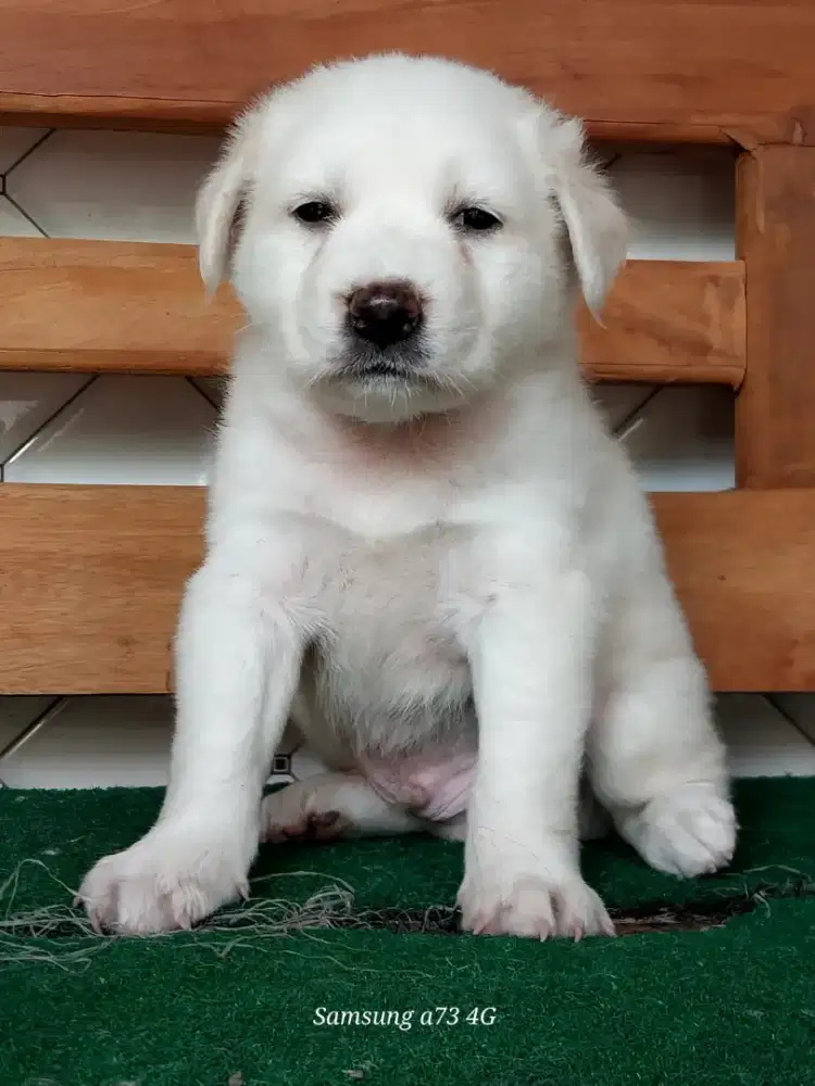 Anakan anjing ras mix