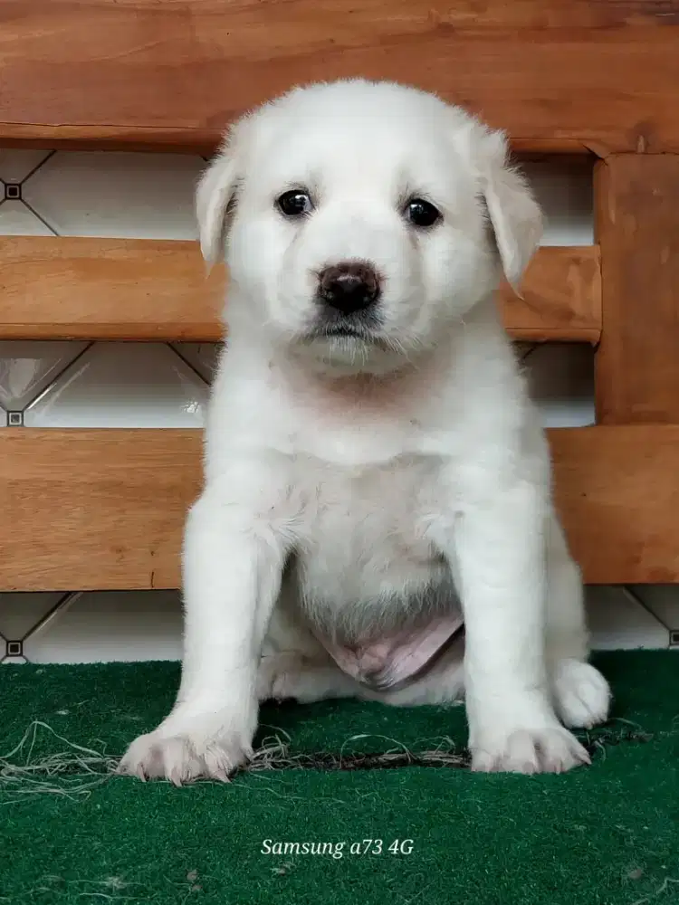 Anakan anjing ras mix