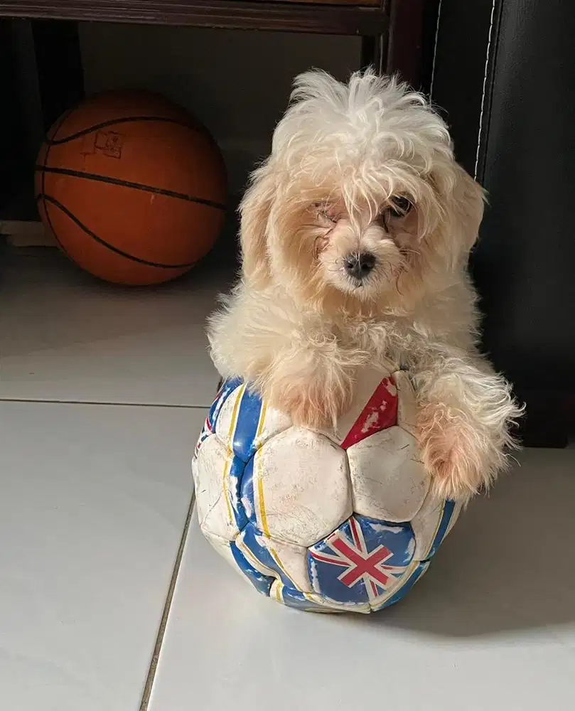 Baby maltipoo betina cantik