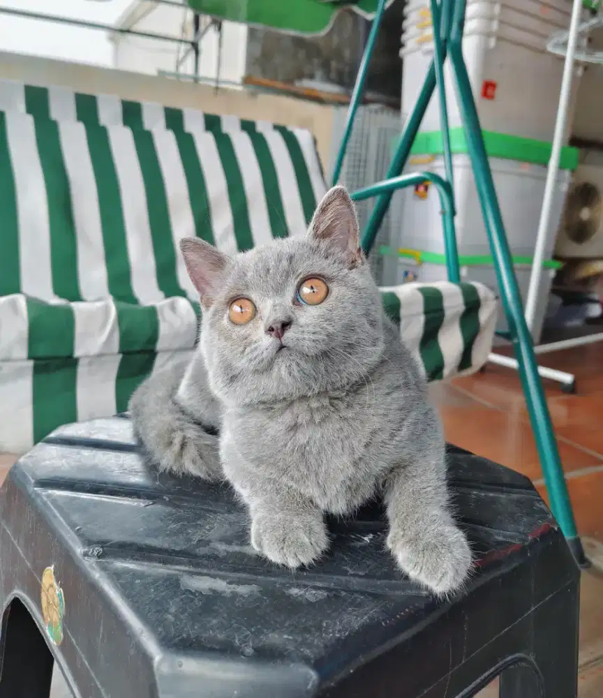 kitten BSH Blue Solid Line Ped British Short Hair Pure Betina