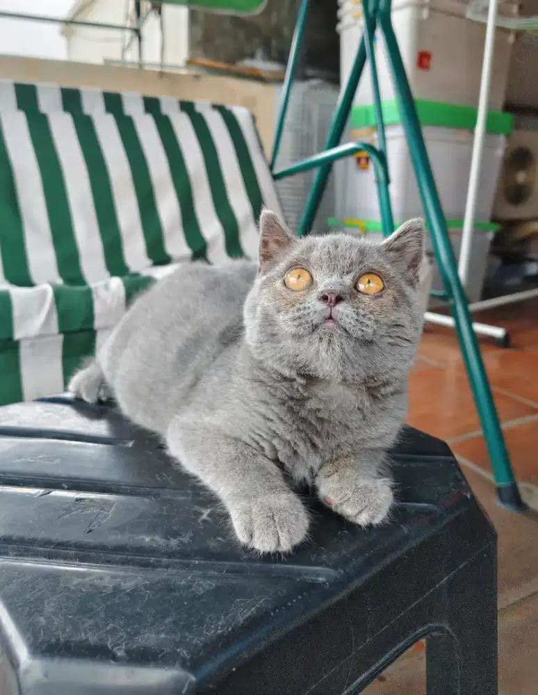 BSH Blue Solid LinePed Betina Kitten British Short Hair Pure