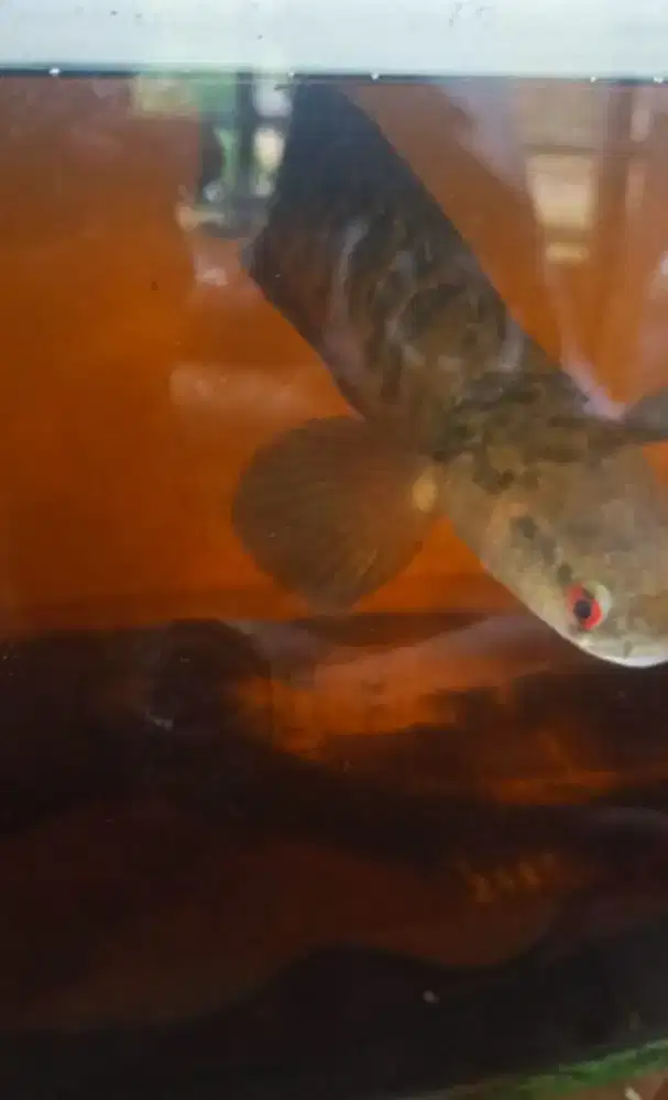 Chana Red Barito size 25cm