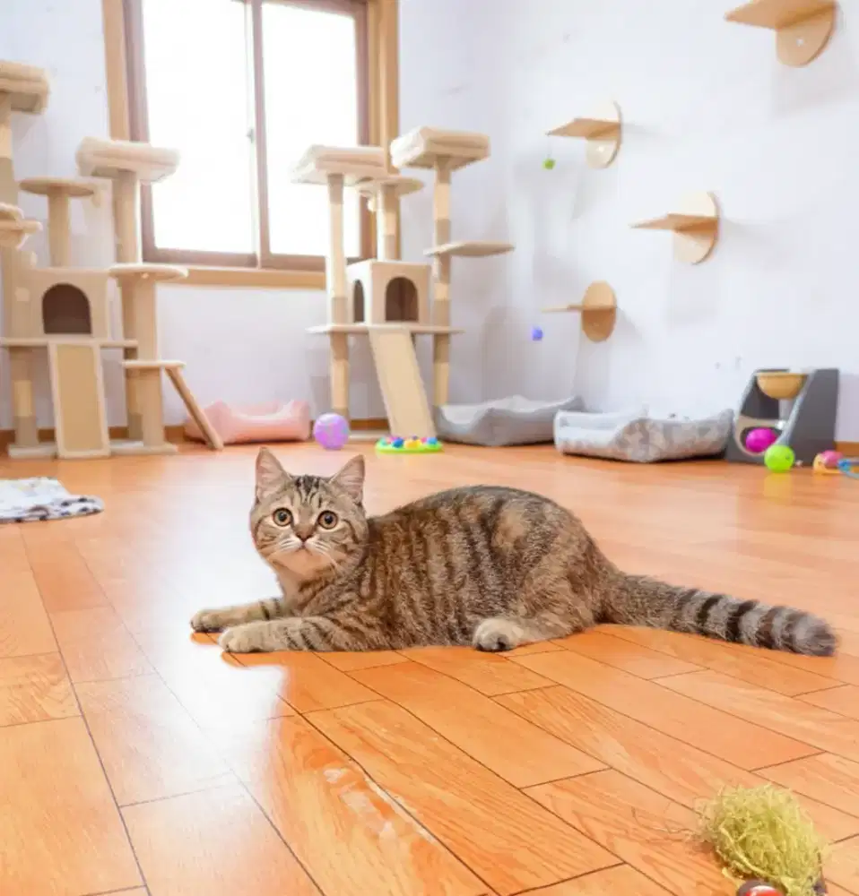 Britishshort golden tabby