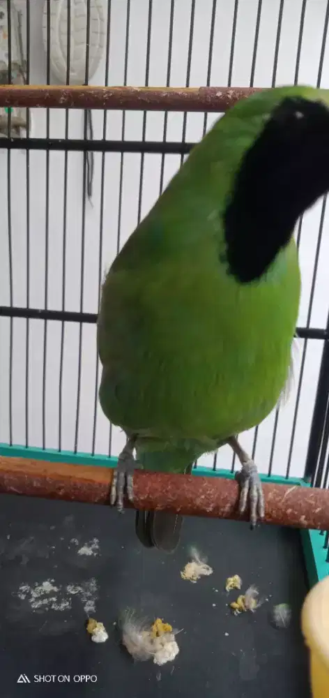 Juai murai daun burja nego