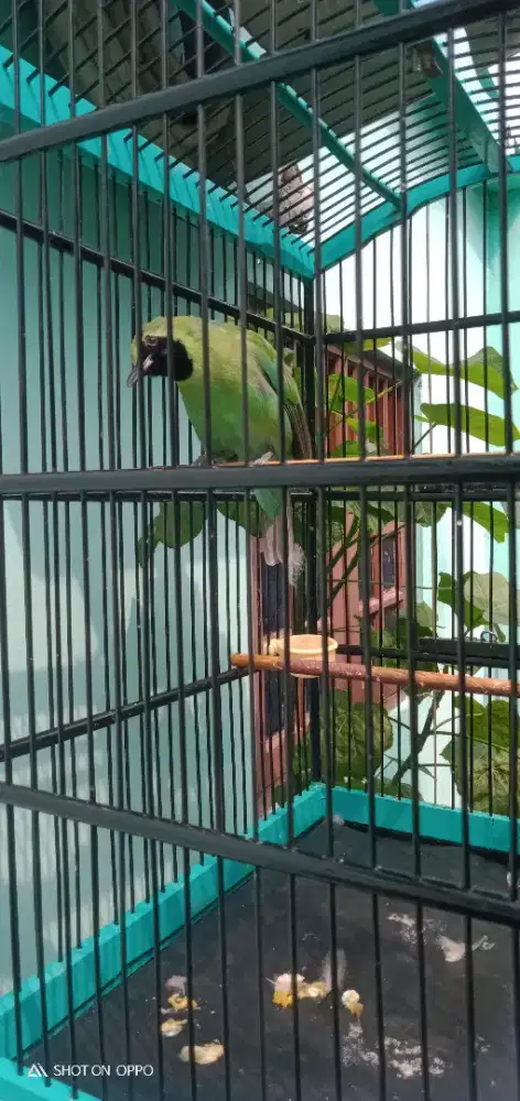 Juai murai daun burja nego