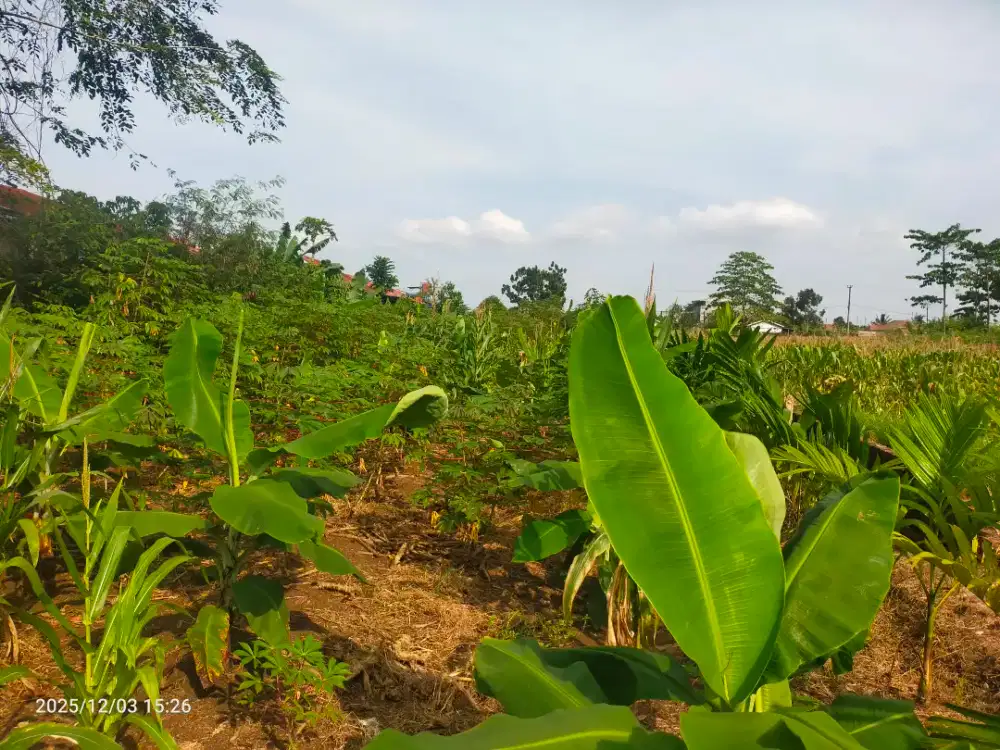 DI JUAL TANAH LADANG DARAT