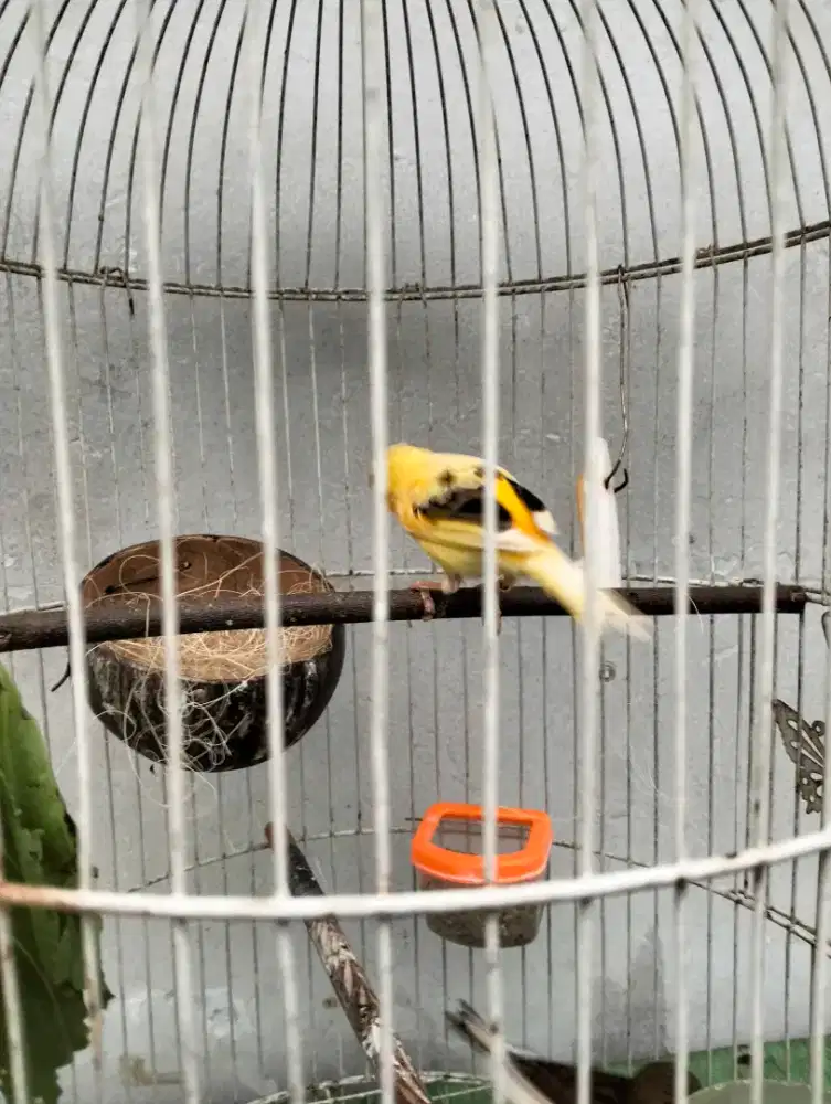 Di jual burung kenari sepasang mau nelor