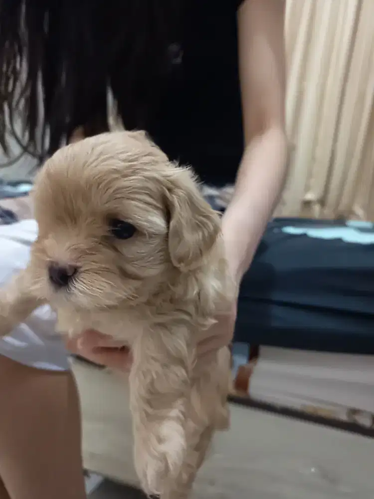 Maltipoo ( Maltese X Toy Poodle )