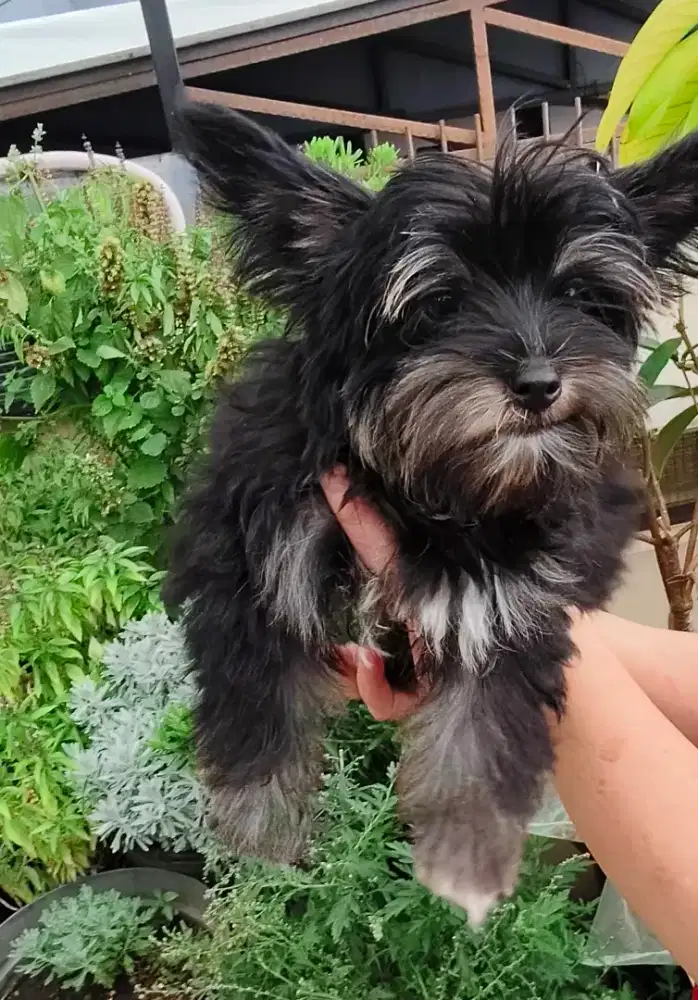 YORKSHIRE TERRIER BLACKTAN