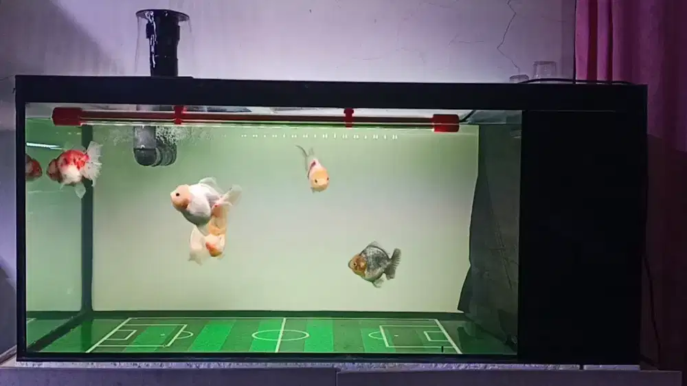 Aquarium 110x50x50 Mushroom full 6mili