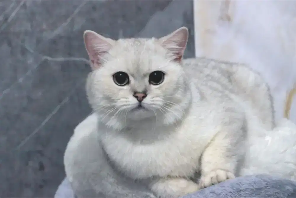 BRITISH SHORTHAIR