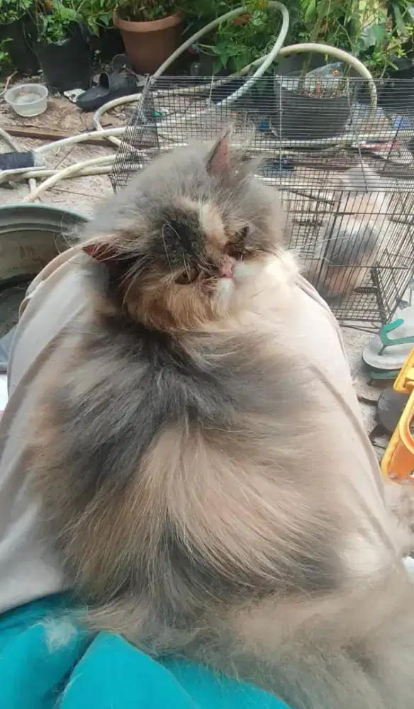 Kucing Betina Calico