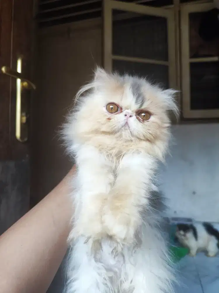 Kucing Peaknose Betina