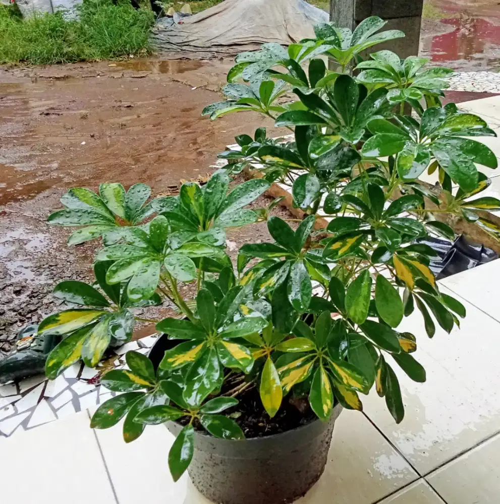 Pohon hias walisongo