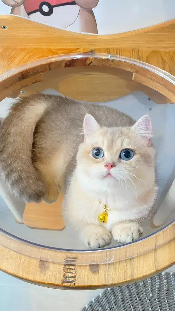 Kucing Munchkin BSH Golden Import Ped WCF