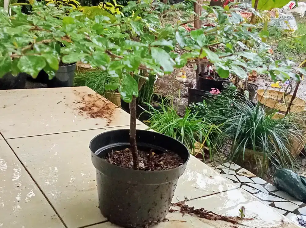 Pohon Ketapang kencana mini