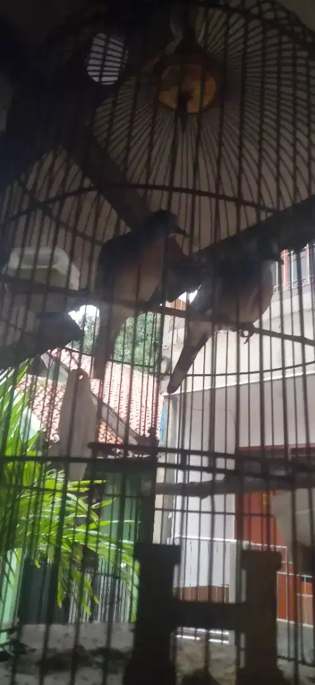 1 Pasang Burung perkutut Bangkok