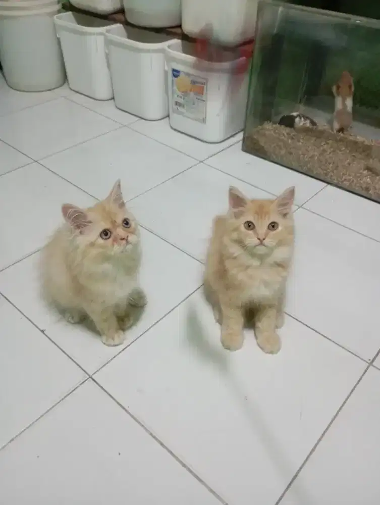 Kucing Persia bulu kapas