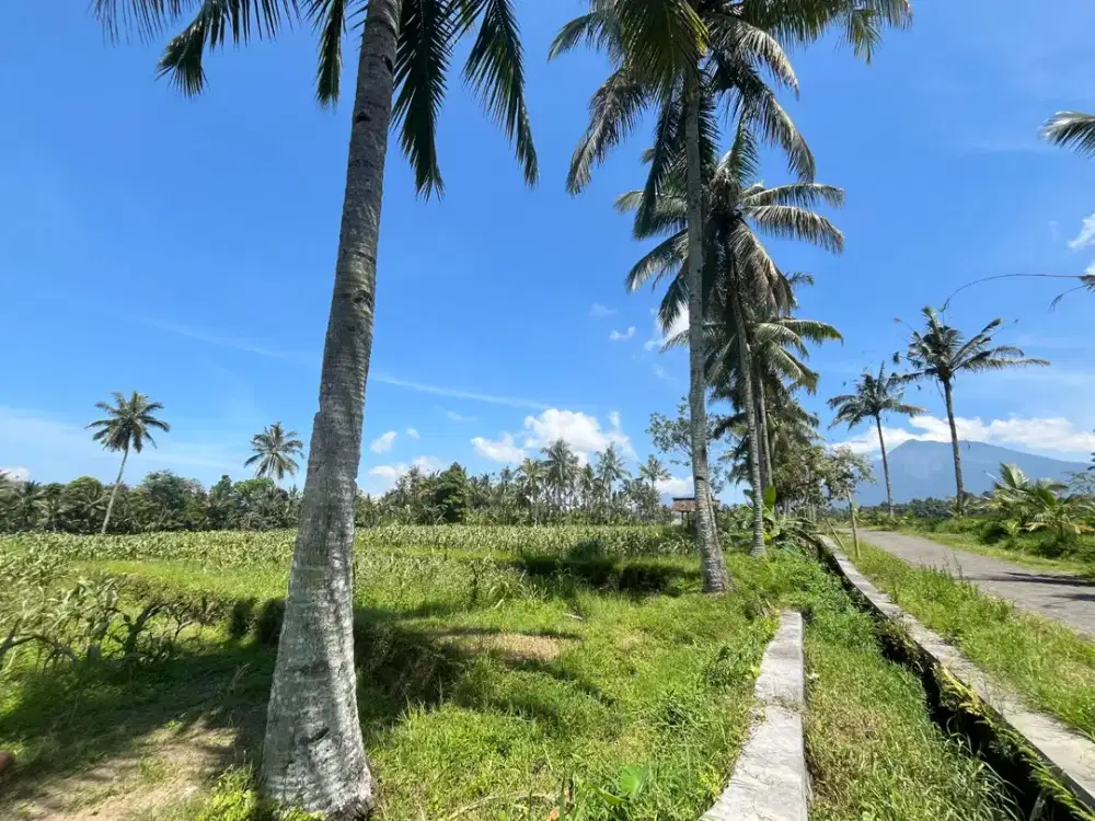 Tanah Sawah View Gunung, Tamansuruh Glagah, Banyuwangi
