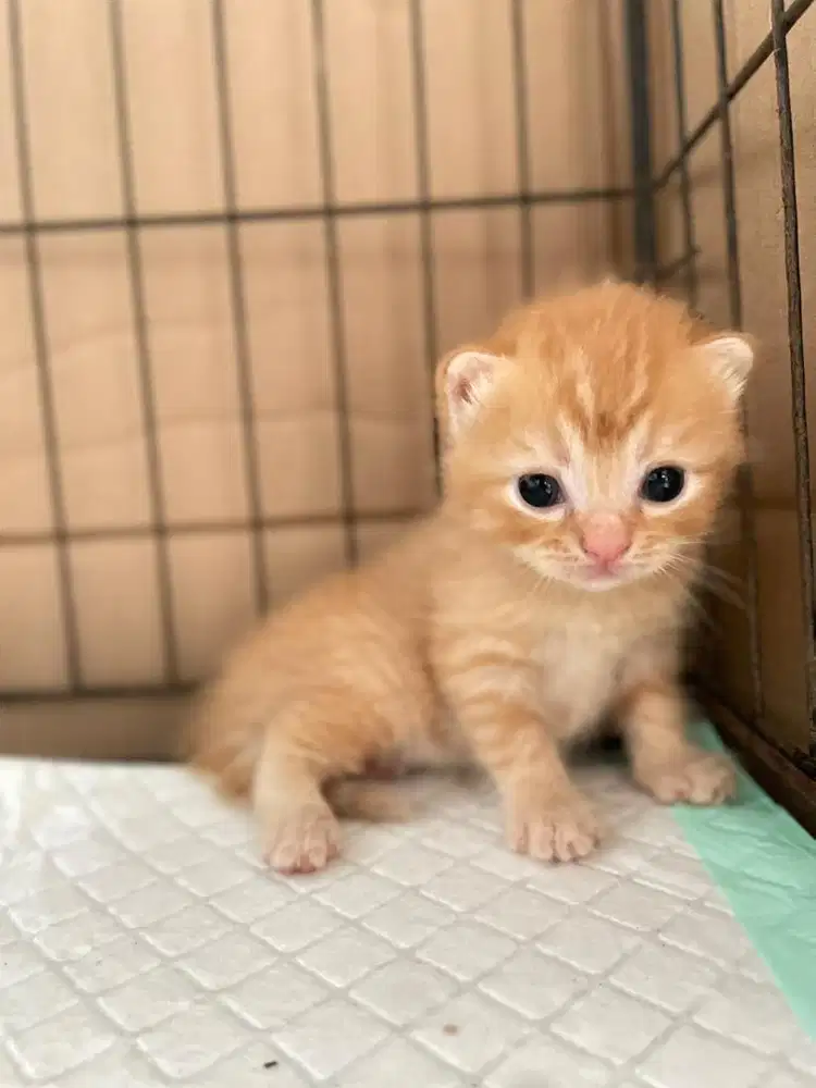 Persia himalaya mix scotish