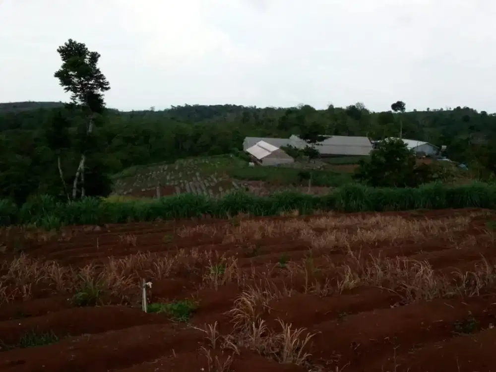 Tanah Perkebunan Teh & Karet di sukabumi