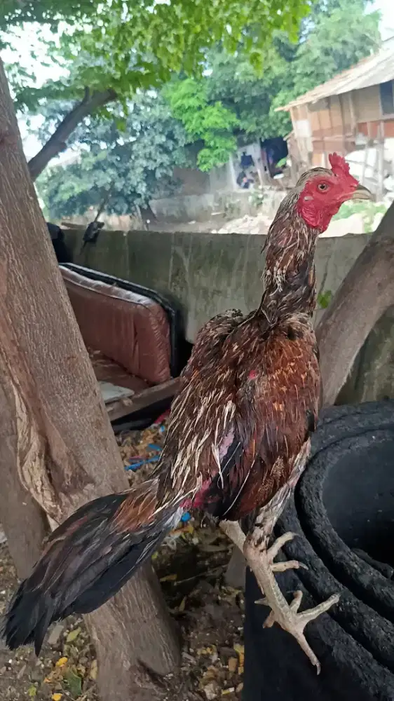Ayam bangkok mangon bulbi