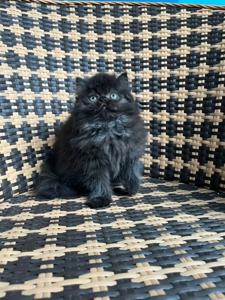 Kucing kitten persia flatnose