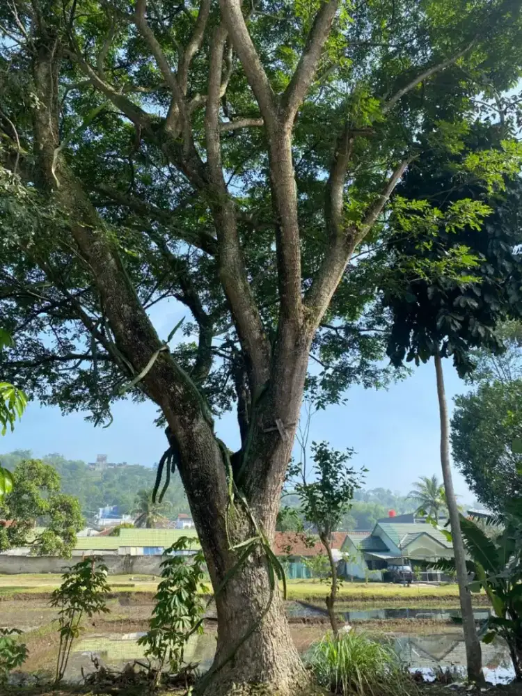 cari pekerjaan kami dari tim senso