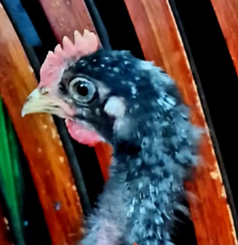 Anakan Ayam Pelung Harga Borongan 3 Ekor Tidak di Jual Terpisah