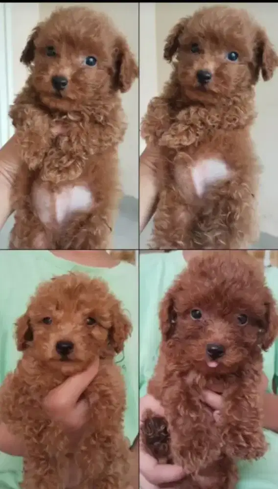 Anakan poodle pure 2Betina ,1 Jantan BORONGAN LEBIH MURAH