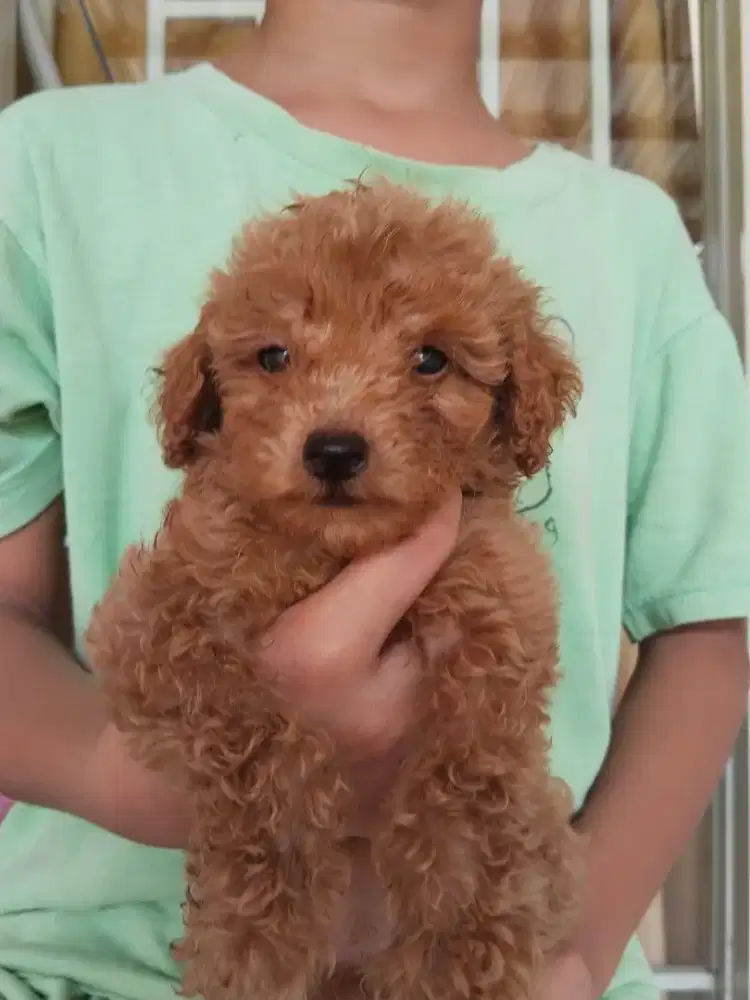 Anakan poodle pure 1 Betina ,1 Jantan BORONGAN LEBIH MURAH