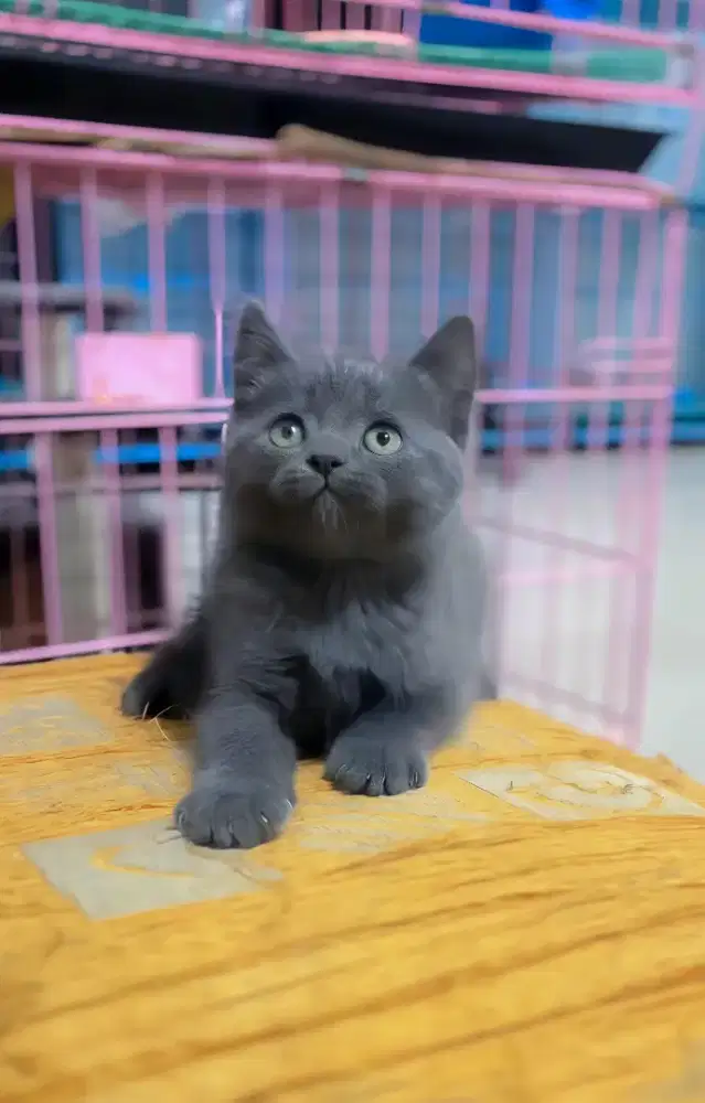 kitten british shorthair