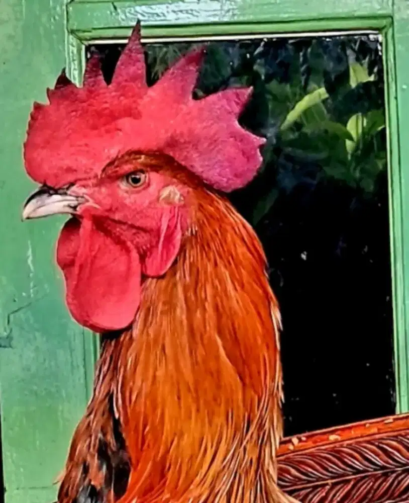 Ayam Jago Pelung Umur 7 Bulan Harga [NEGO]