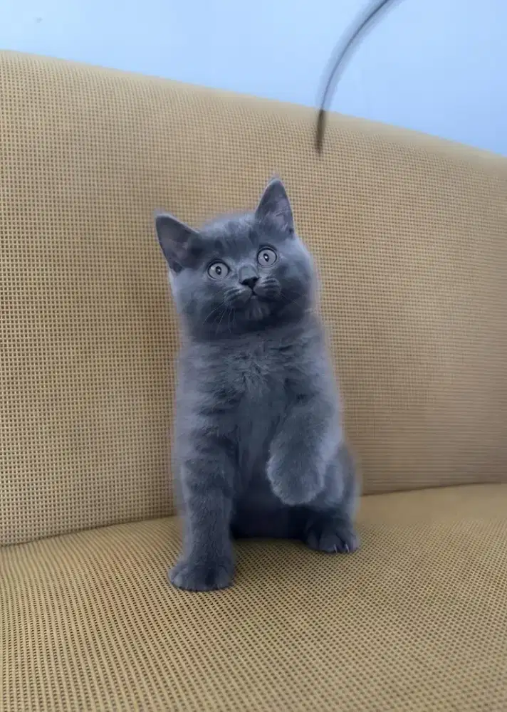 kitten british shorthair
