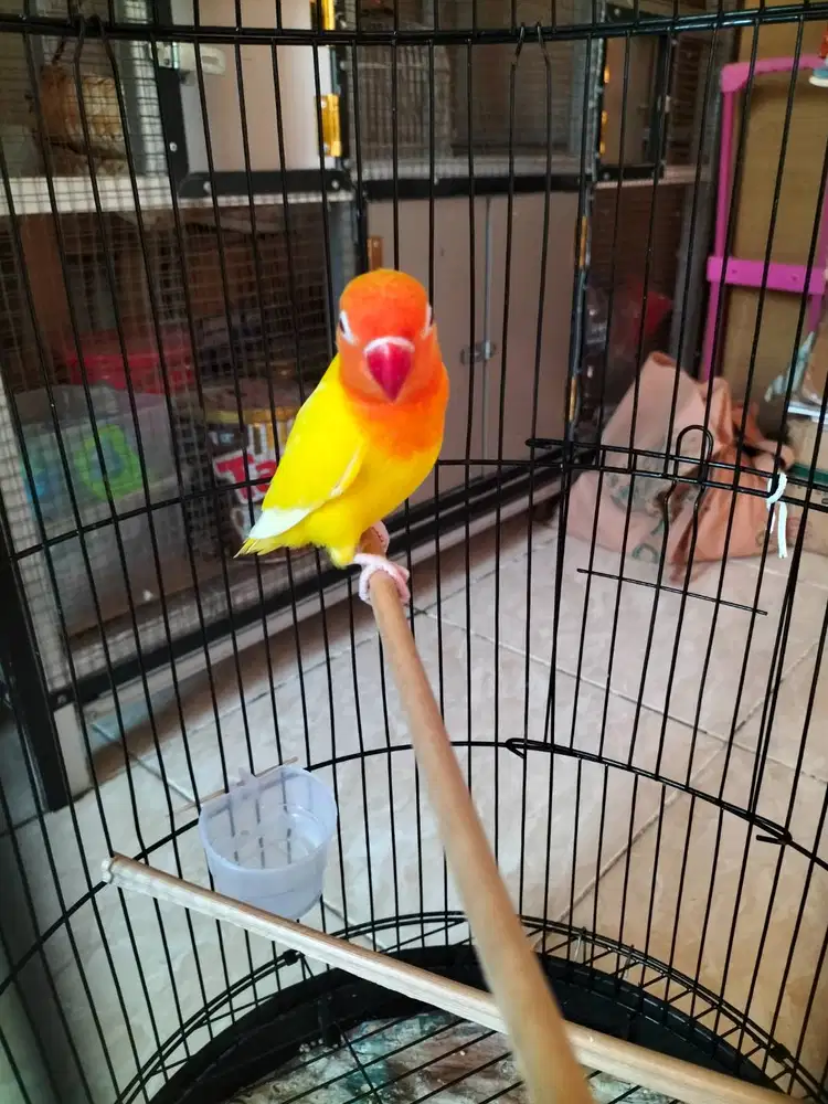 Lovebird lutino MM
