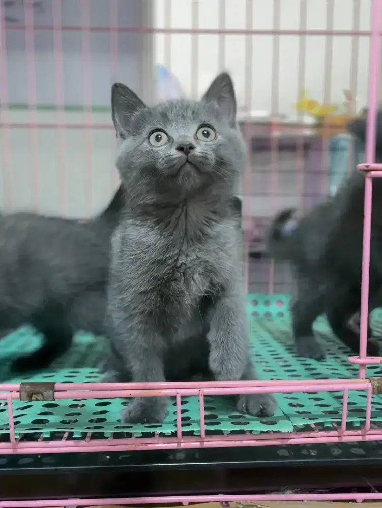 kitten british shorthair