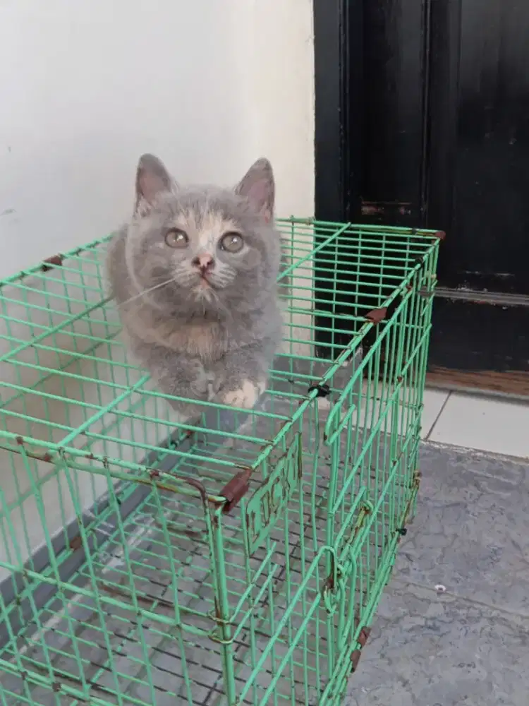 Kitten bsh blue tortie betina 2,5bulan